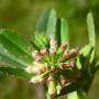 Notch Leaf Clover (Trifolium bifidum): An annual native clover that is found in California & surrounding states.